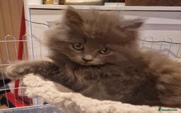 British Longhair cats for sale: Blue & Lilac Gorgeous British longhair kittens - Image 15