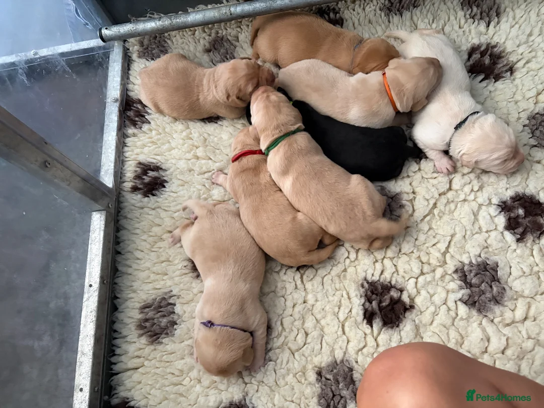 Labrador Retriever dogs for sale: 🐶STUNNING LABRADOR PUPPIES 🐶 - Advert 1