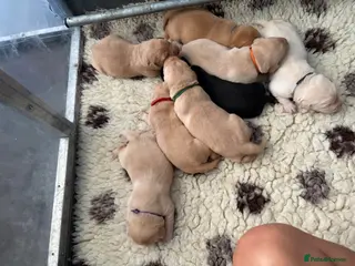 Labrador Retriever dogs 🐶STUNNING LABRADOR PUPPIES 🐶 - Advert 7