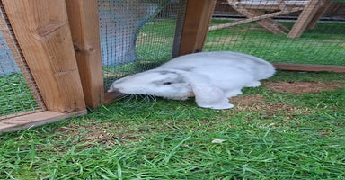French Lop rabbits - Advert 11