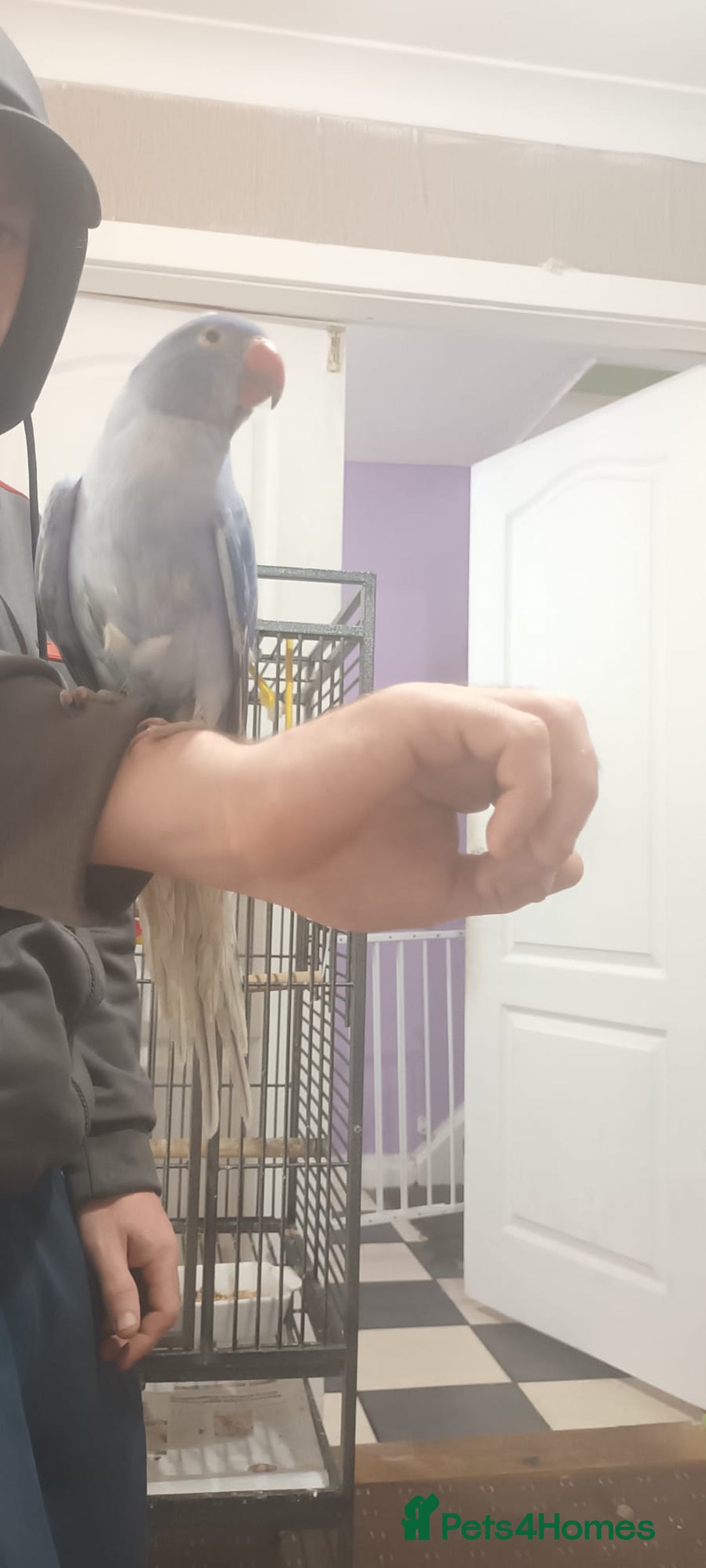 Ringnecks birds for sale: Voilot coloured ringneck for sale  - Image 8