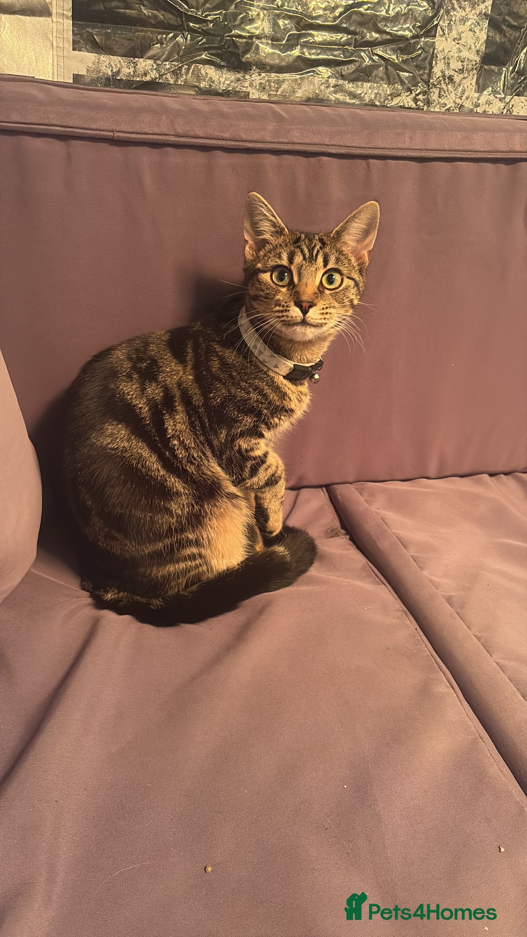 Maine Coon cats for sale: Maine coon mix  - Advert 5