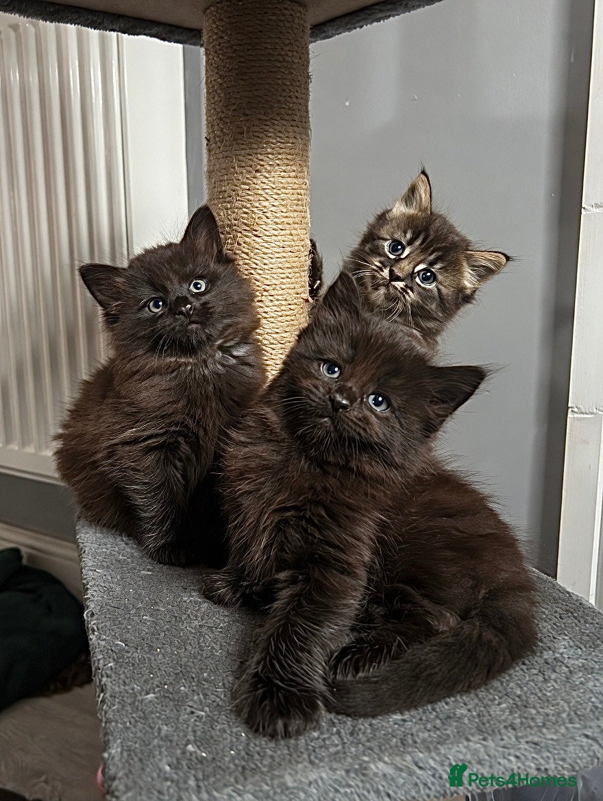 Maine Coon cats Maine Coon Cross 2x Last black boys left  - Advert 5