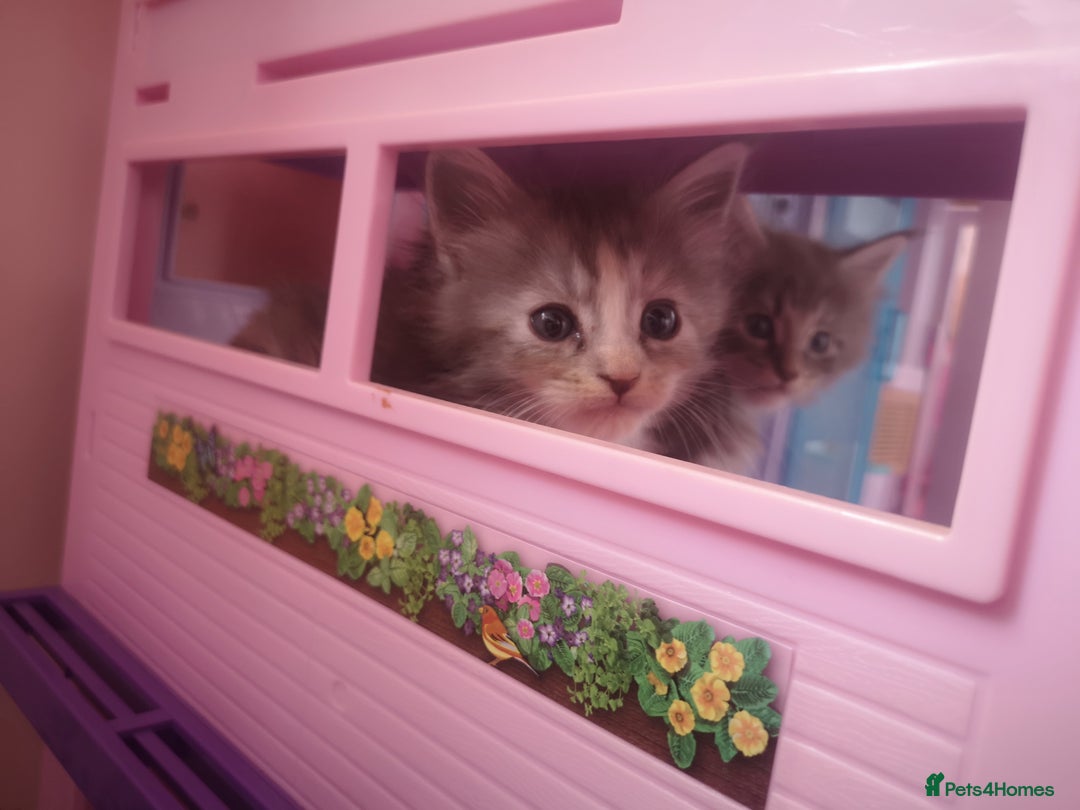 Maine Coon cats for sale: Maine Coon Kittens Parents Fully Health Tested - Image 9