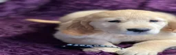Golden Retriever dogs for sale: Stunning Golden Retriever pups - Advert 6