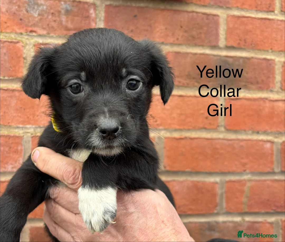 Mixed Breed dogs for sale: Cocker X Collie Puppies - Advert 11