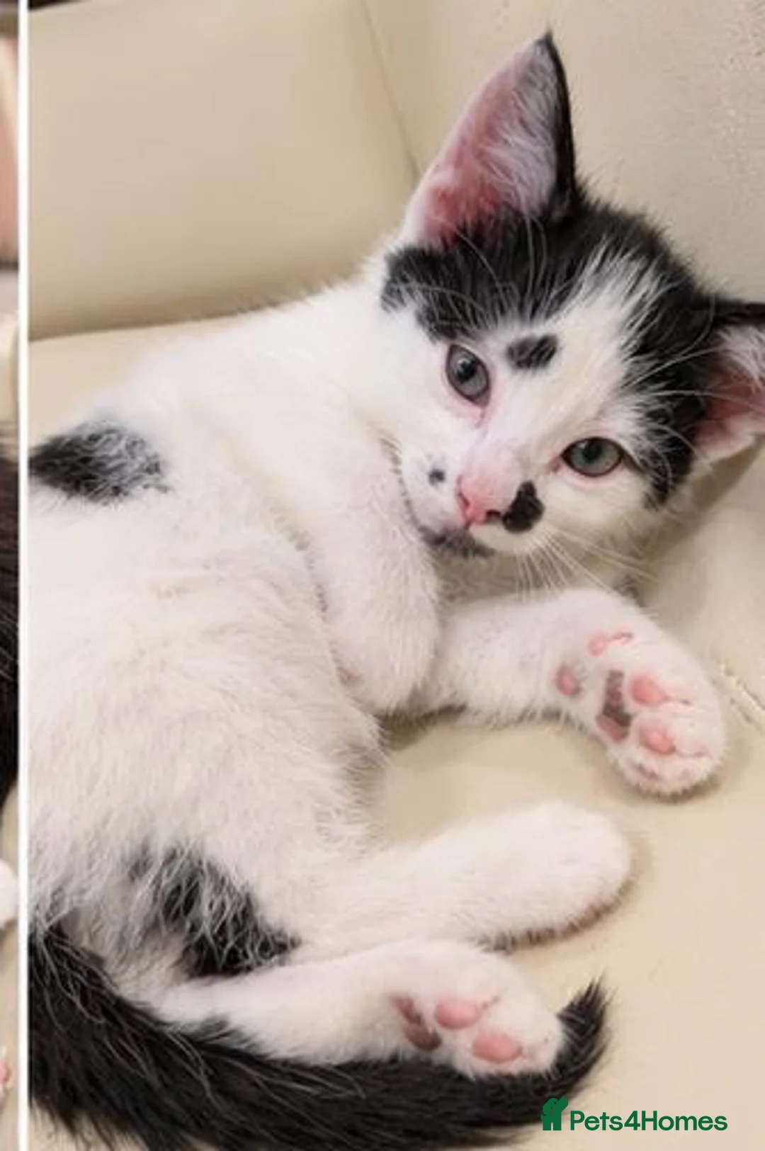 Mixed Breed cats for sale: 🐾 3 Kittens Looking for Their Forever Homes 🐾 - Advert 8