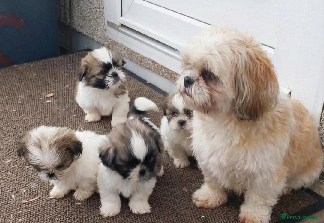 Shih Tzu dogs for sale: Shih Tzu puppy's - Advert 1