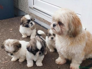 Shih Tzu dogs Shih Tzu puppy's - Advert 16
