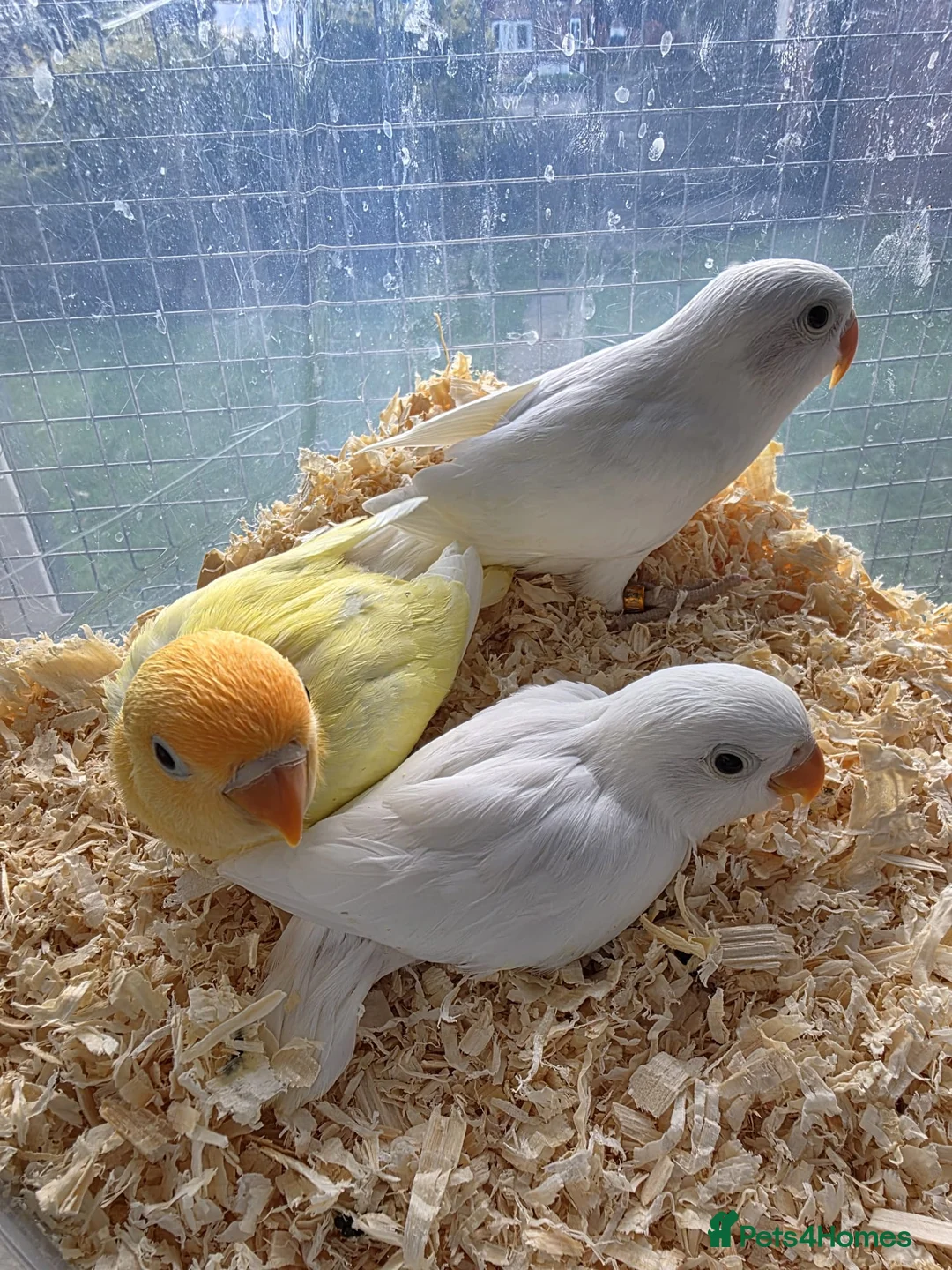 Lovebirds birds for sale: Mutation Lovebirds for Sale - Advert 12