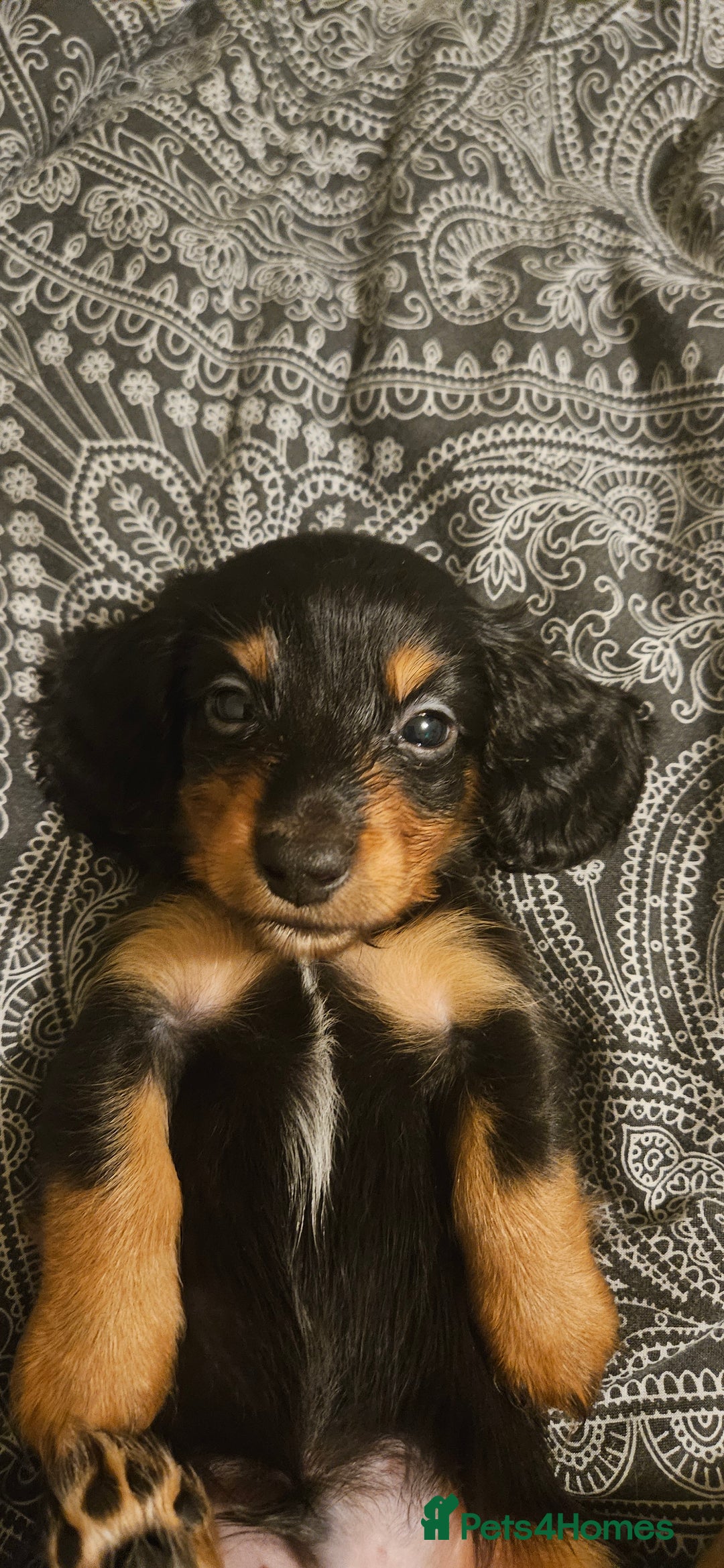 Miniature Dachshund dogs for sale: Longhaired miniature puppies - Advert 4