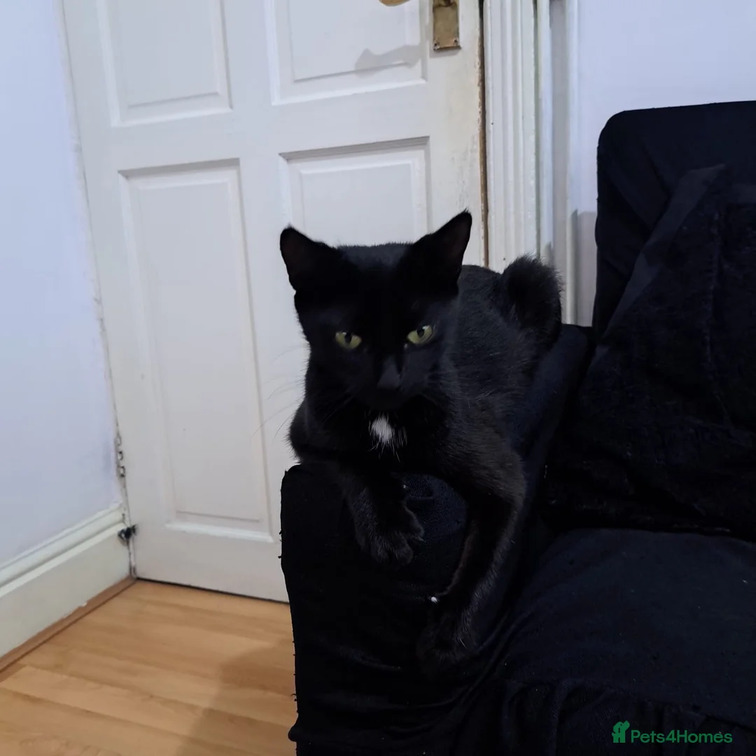 Bombay cats for sale: Bombay female  - Advert 2