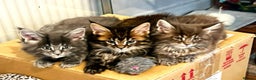 Maine Coon cats for sale: 3 Maine coon kittens  - Advert 10