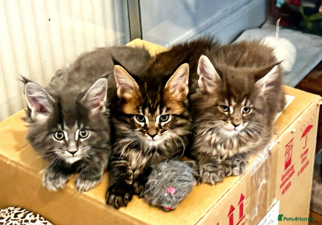 Maine Coon cats for sale: 3 Maine coon kittens  - Advert 10