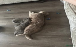 Mixed Breed cats for sale: Ready for forever home  - Image 5