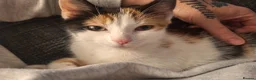 Mixed Breed cats for sale: Beautiful female Calico kitten - Advert 3