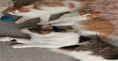 Maine Coon cats - Advert 7