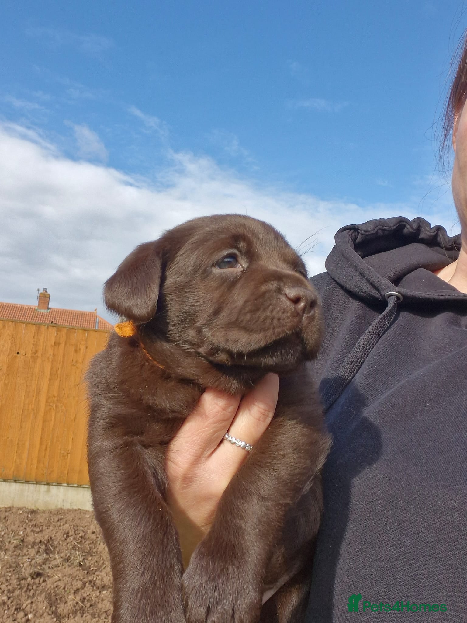 Labrador Retriever dogs Chunky Labrador Puppies Chocolate / Yellow - Advert 2