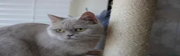 Scottish Fold cats for sale: ⚜️Beautiful Nina⚜️ - Advert 4