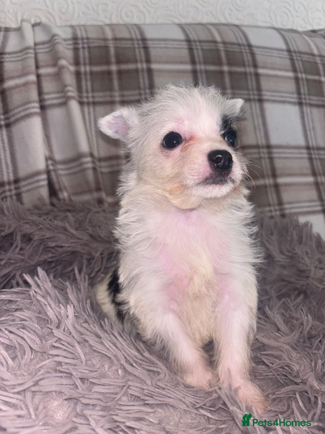 Mixed Breed dogs for sale: Jack Russell cross Yorkshire terrier puppies  - Image 5