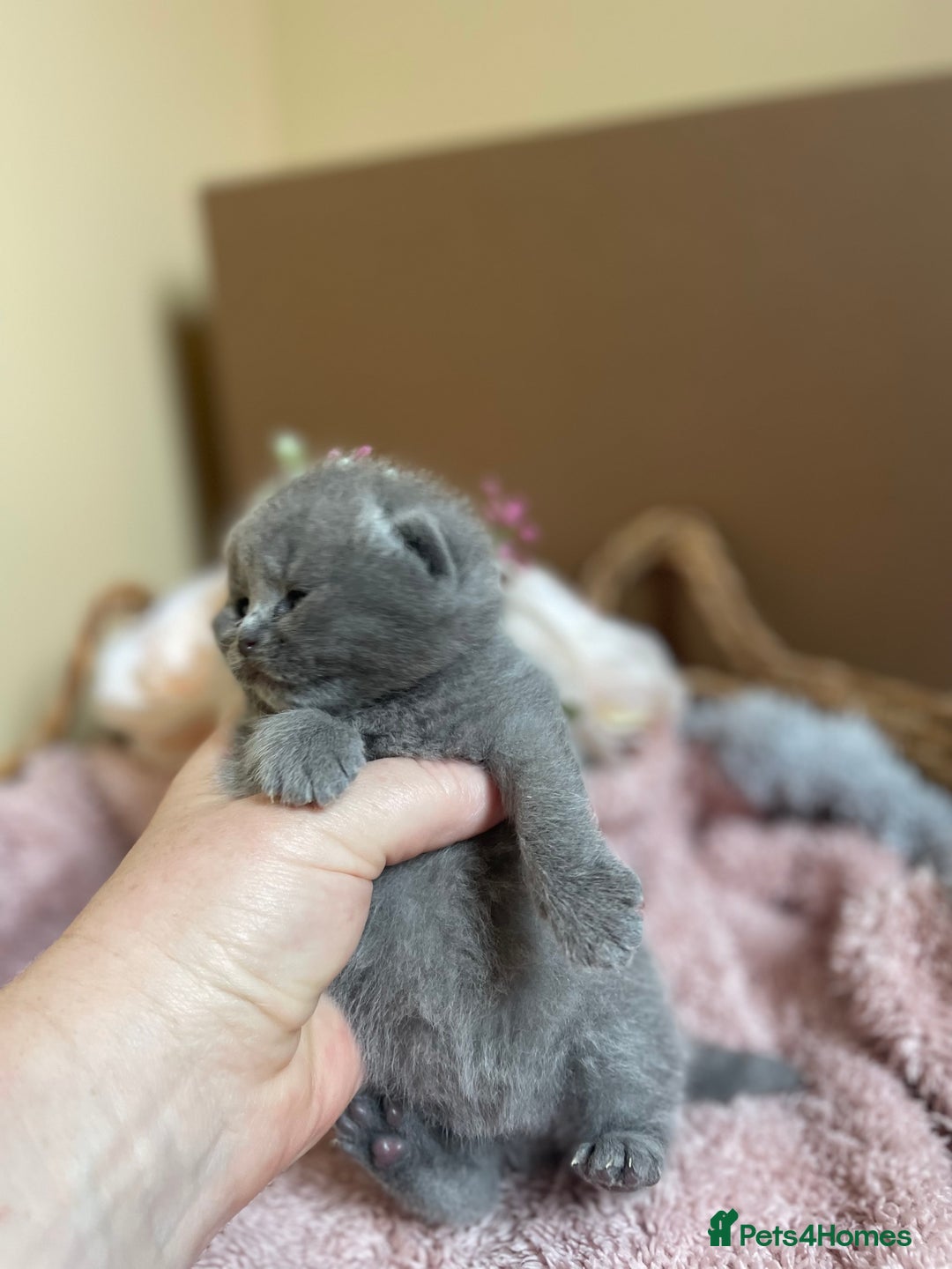 British Shorthair cats for sale: Champion Bloodline British Shorthair Kittens  - Image 3