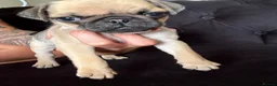 Pug dogs for sale: Pug Puppies - Advert 25