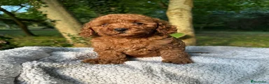 Toy Poodle 2