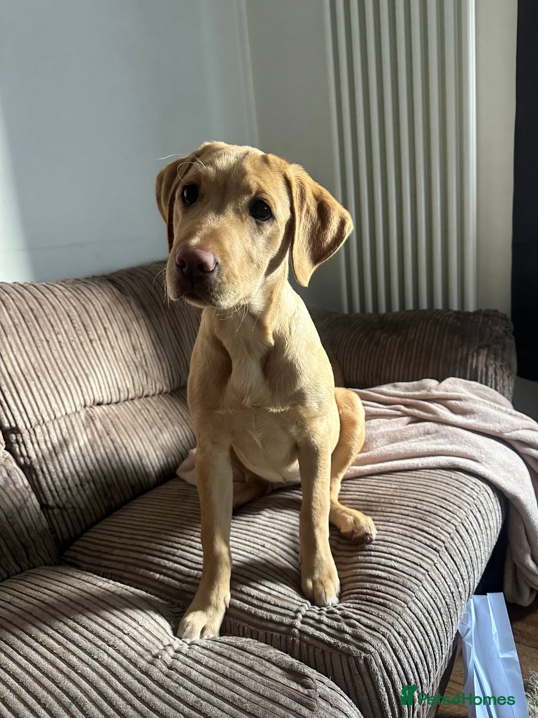 Labrador Retriever dogs for sale: Labrador Seeking New Home - Advert 13