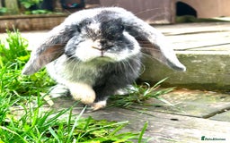 Mini Lop rabbits for sale: Mini lop rabbit female - Advert 1
