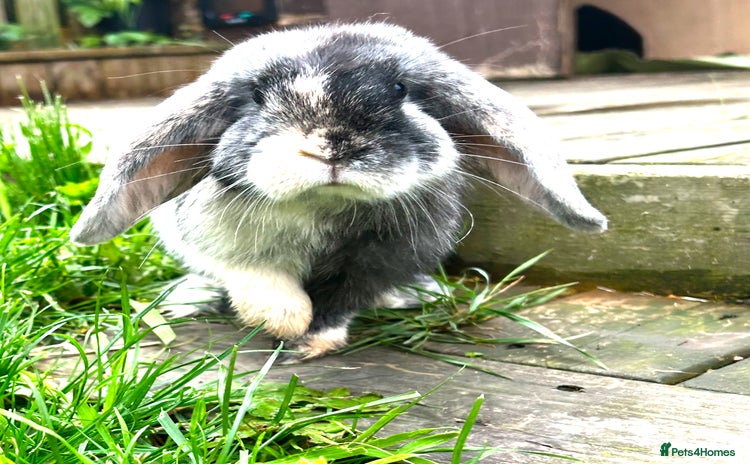 Mini Lop rabbits Mini lop rabbit female - Advert 1