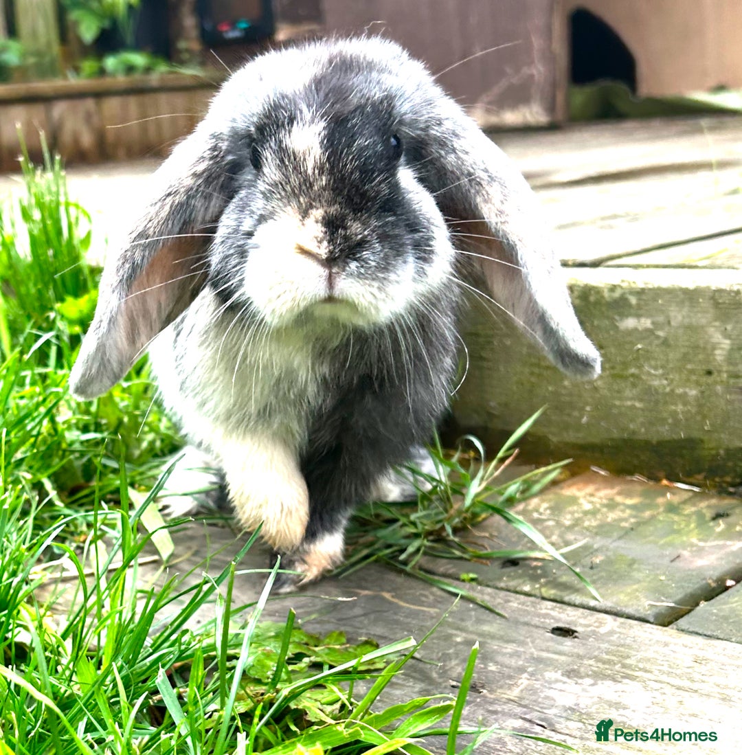 Mini Lop rabbits for sale: Mini lop rabbit female - Advert 1