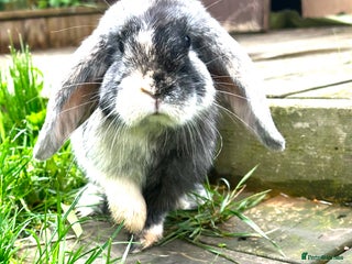 Mini Lop rabbits Mini lop rabbit female - Advert 1