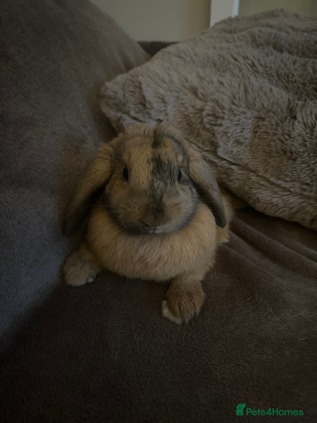 Mini Lop rabbits for sale: Male Mini Lop For Sale - Advert 8