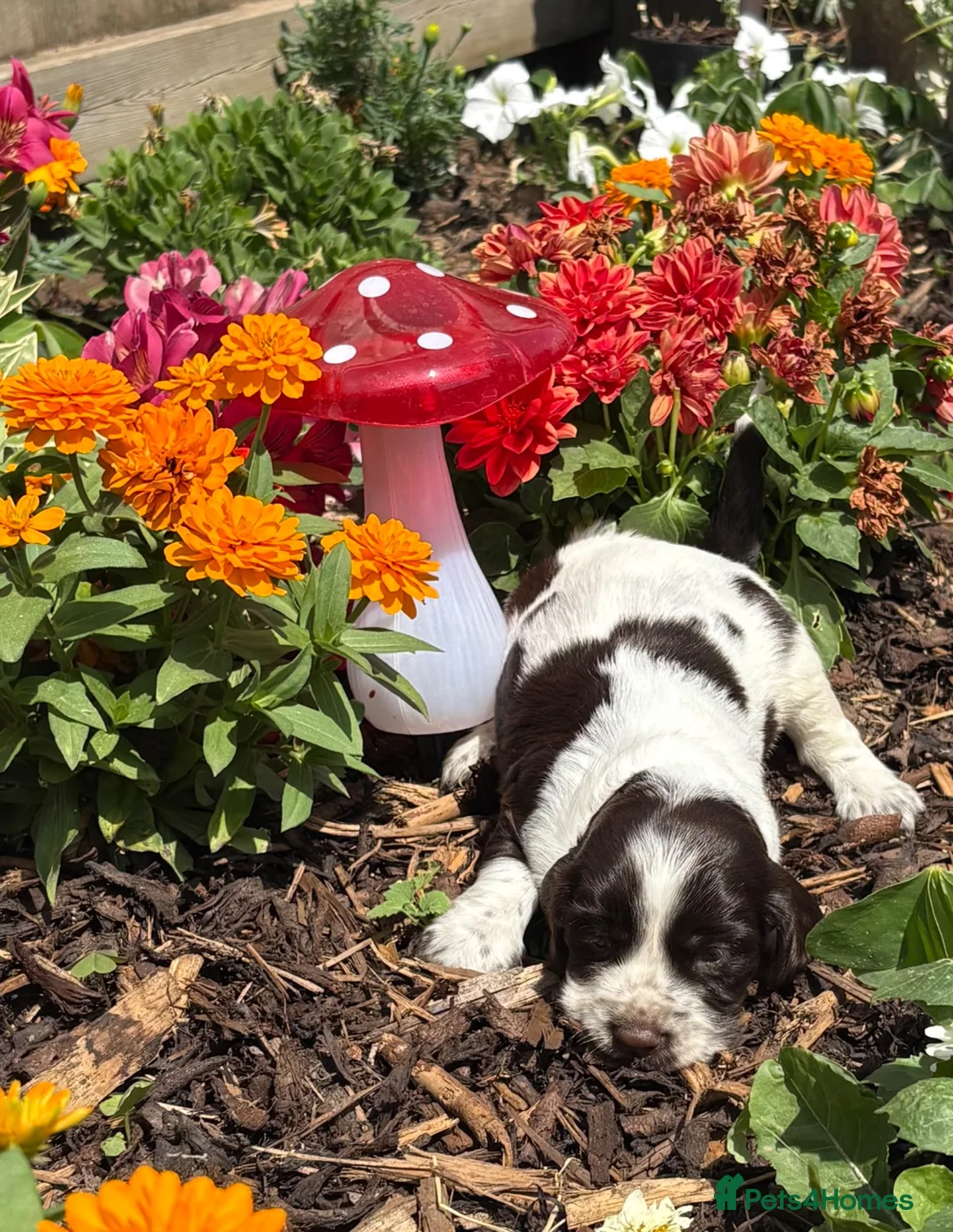 Mixed Breed dogs for sale: Springerdor X Cocker Spaniel  in Wisbech - Advert 23