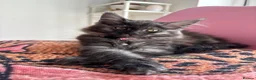 Maine Coon cats for sale: REDUCED TICA Black Smoke Maine Coon Girls - Advert 11