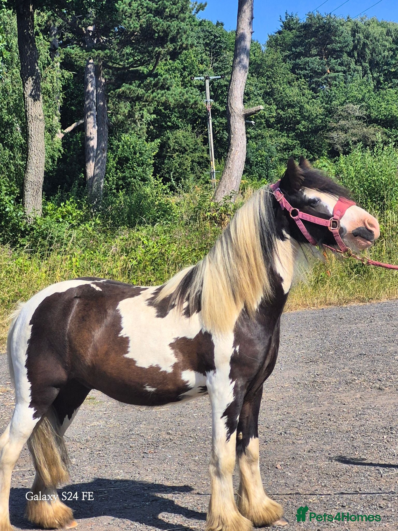 Irish Cob horses 3 year old cob for sale! - Advert 14