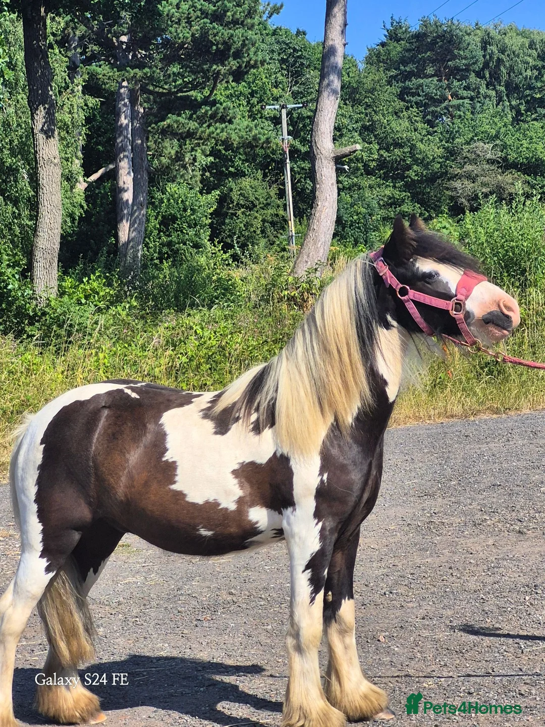Irish Cob horses for sale: 3 year old cob for sale! in Willenhall - Advert 1