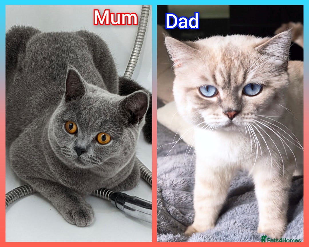 British Shorthair cats for sale: 🐾❣️ Beautiful BSH last Girl 💕 PEDIGREE - Image 13