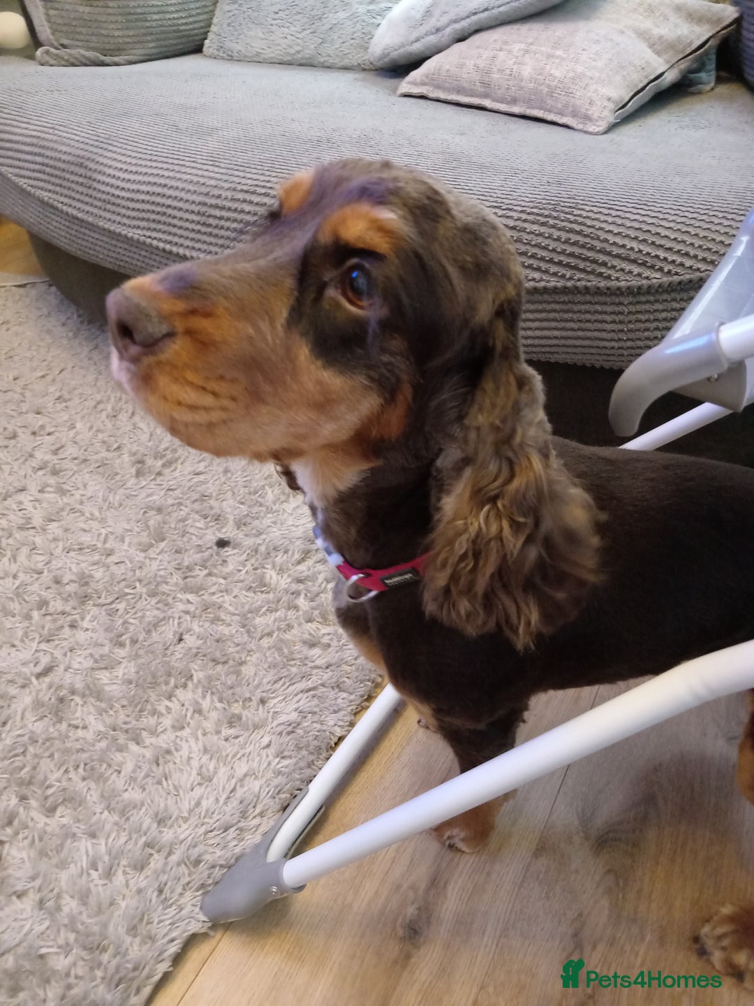 Cockapoo dogs for sale: 🐶Beautiful F1 Cockapoo Puppies🐾 - Image 18