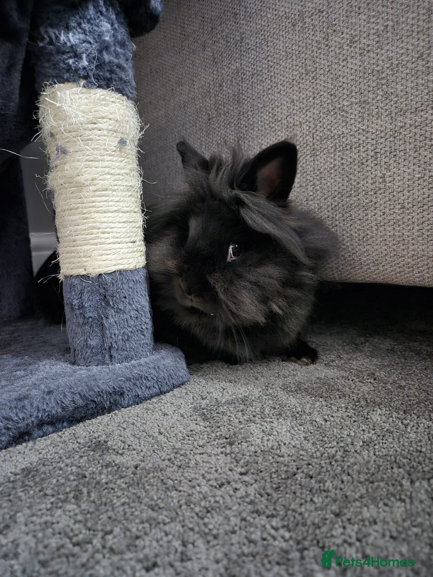 Lionhead rabbits Female lion head rabbit - Advert 2