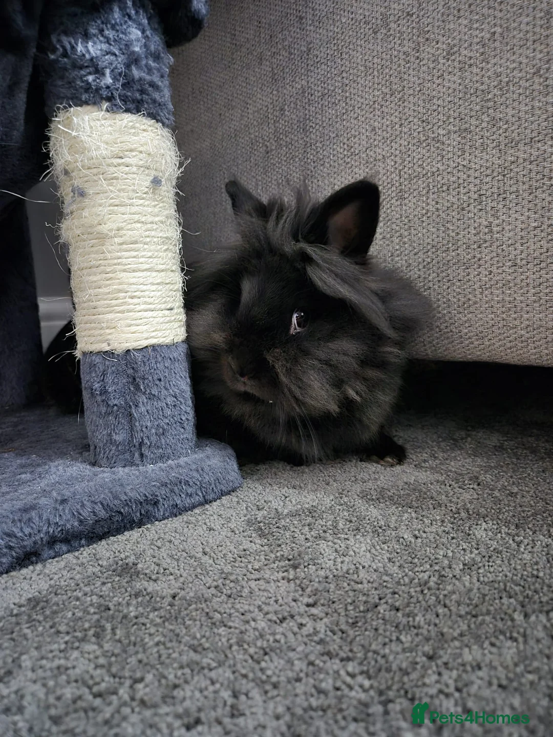Lionhead rabbits for sale: Female lion head rabbit in Ipswich - Advert 1