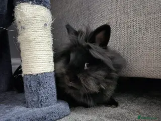 Lionhead rabbits Female lion head rabbit - Advert 2