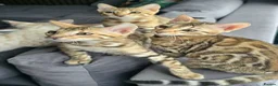 Bengal cats for sale: Ready NOW.. need go ASAP - Advert 8