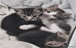 Mixed Breed cats for sale: 2 beautiful girls available  - Image 4