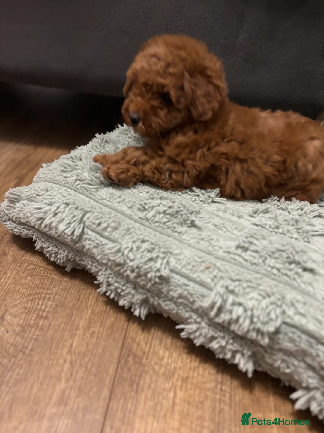 Toy Poodle dogs for sale: 🐾 Stunning Red Toy Poodle Puppies   - Advert 6