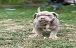 Mixed Breed dogs for sale: Beautiful lilac cane Corso x bulldog pups  - Image 16