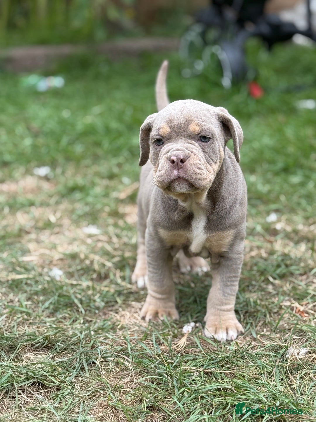 Mixed Breed dogs for sale: Beautiful lilac cane Corso x bulldog pups  - Image 16