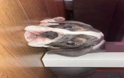 Olde English Bulldogge dogs for sale: Olde English bulldogs puppies READY to leave - Image 13