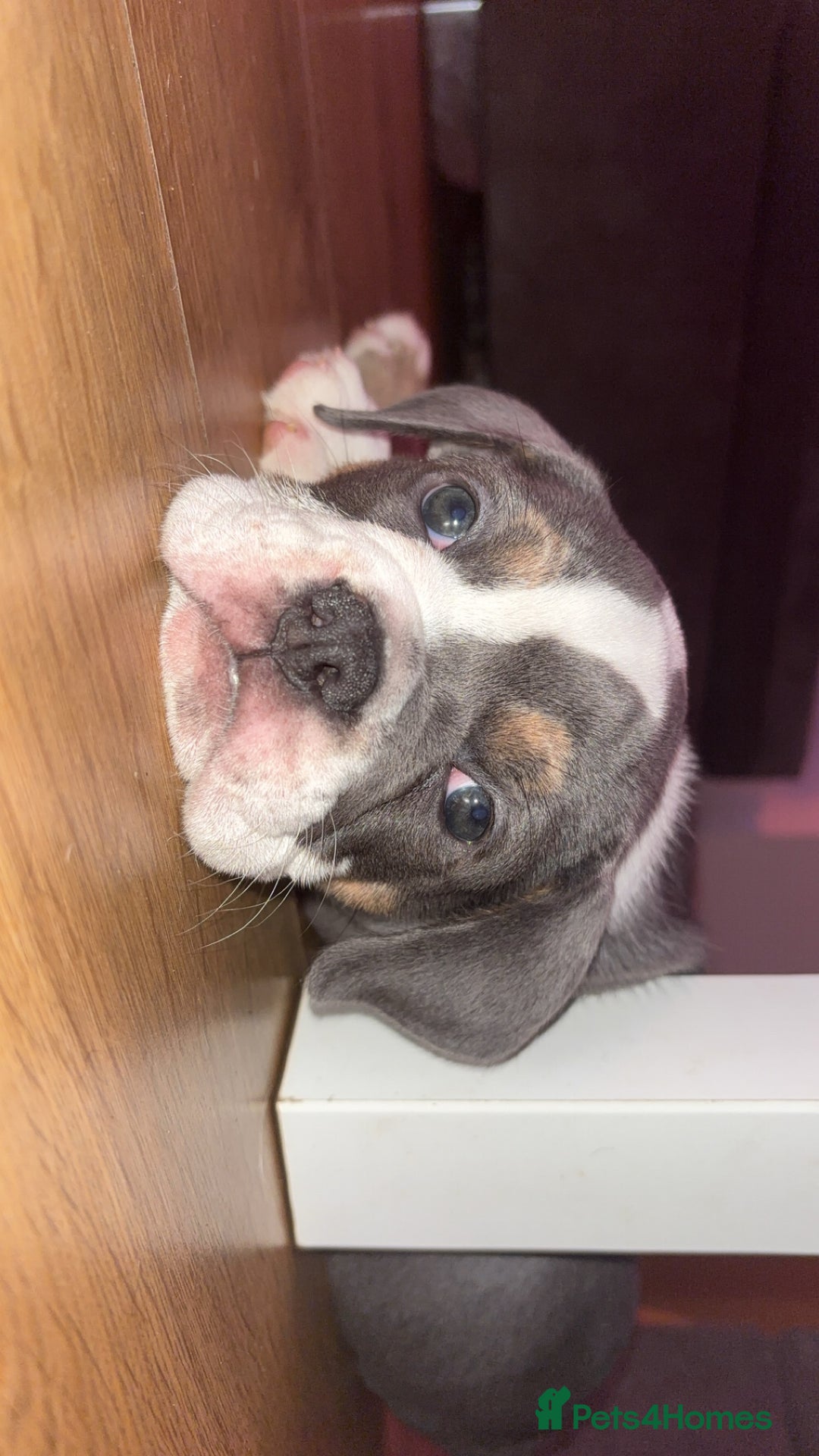 Olde English Bulldogge dogs for sale: Olde English bulldogs puppies READY to leave - Image 13