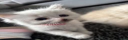 Ragdoll cats for sale: Female ragdoll kittens in Hartlepool - Advert 8